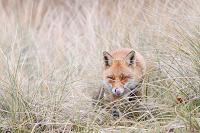 rode vos (vulpes vulpes crucigera) 1-2018 9514